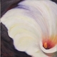 Calla Lily #4